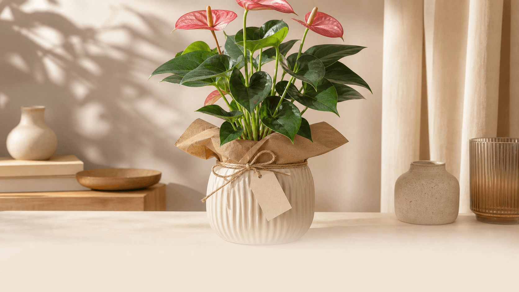 Gift Plants